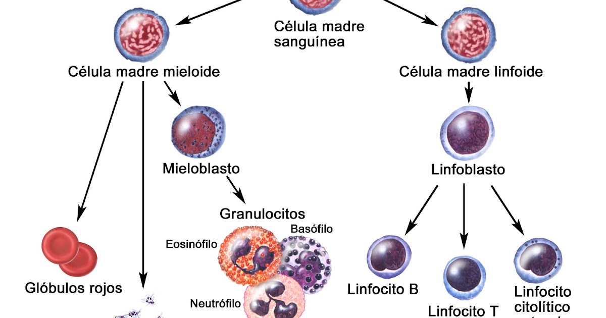 Medicina y Altitud: Consejos y Experiencias Médicas: LOS GLÓBULOS ...
