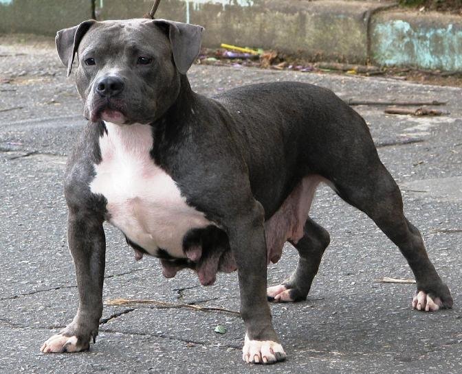 Kurupt+American+Bully Cadela filha do "KURUPT", demonstrou já em suas gestações alto ...