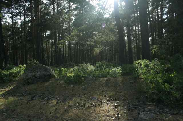 Bosque encantado