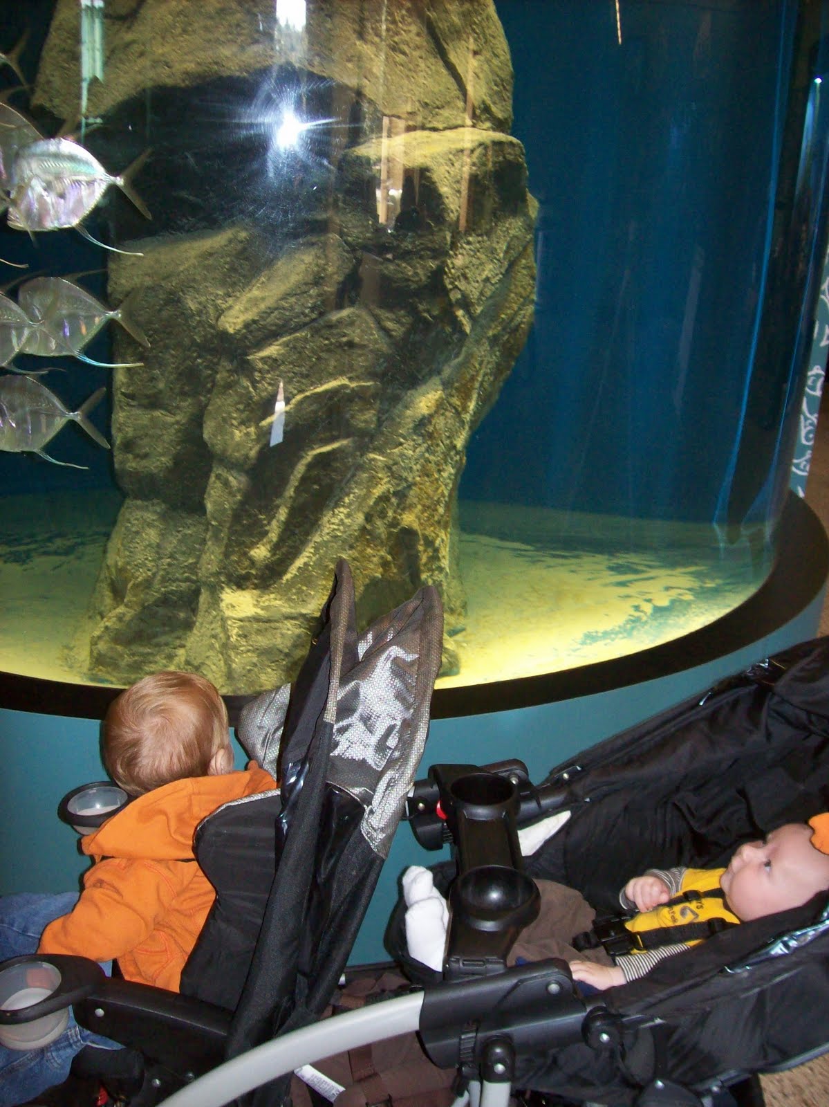 The Hardy Family A Day at the New Dallas Childrens Aquarium