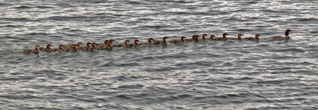 [ducks.jpg]