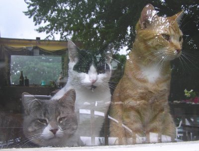 [catz.jpg]