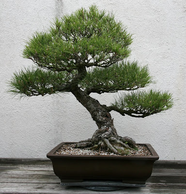 Black Pine Bonsai on Tree Identification  Pinus Thunbergii   Japanese Black Pine