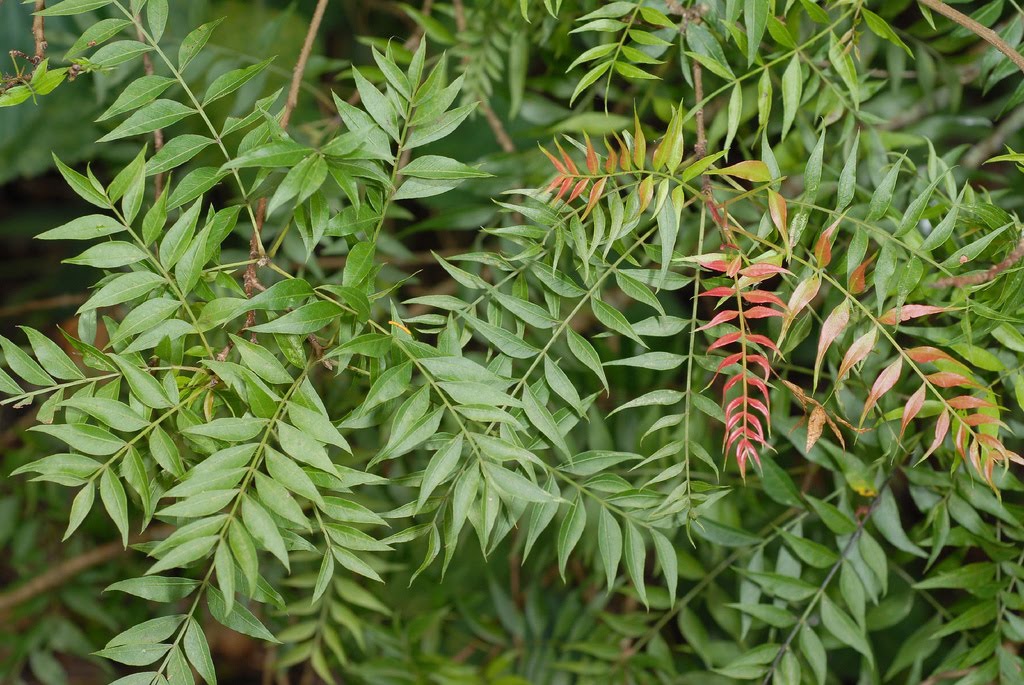 Tree Identification Pistacia chinensis Chinese Pistache