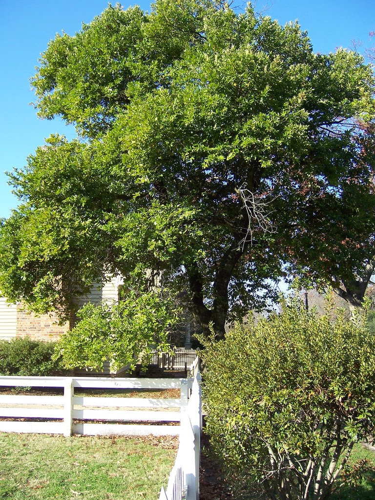 Prunus caroliniana - Carolina