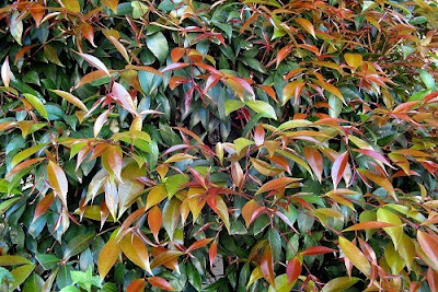 Australian+Brush+Cherry Tree Identification: Syzygium paniculatum - Australian Brush Cherry