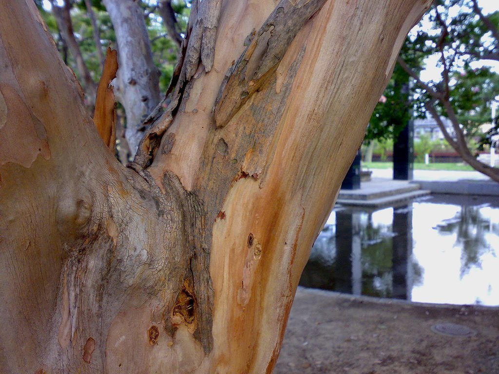 [Lagerstroemia+indica+bark.jpg]