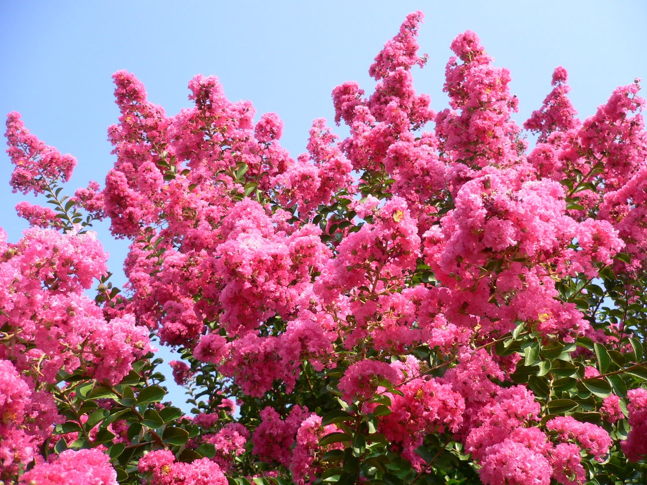 [Lagerstroemia+indica+flowers.jpg]