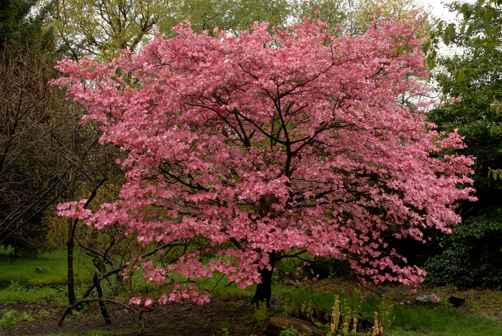 tree identification cornus florida flowering dogwood tree identification cornus florida flowering dogwood