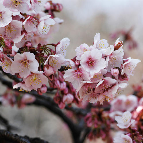 Tree Identification Prunus Serrulata Flowering Cherry Showy Flowers In Deep Pink To White Can Have A Single Whorl Of Petals