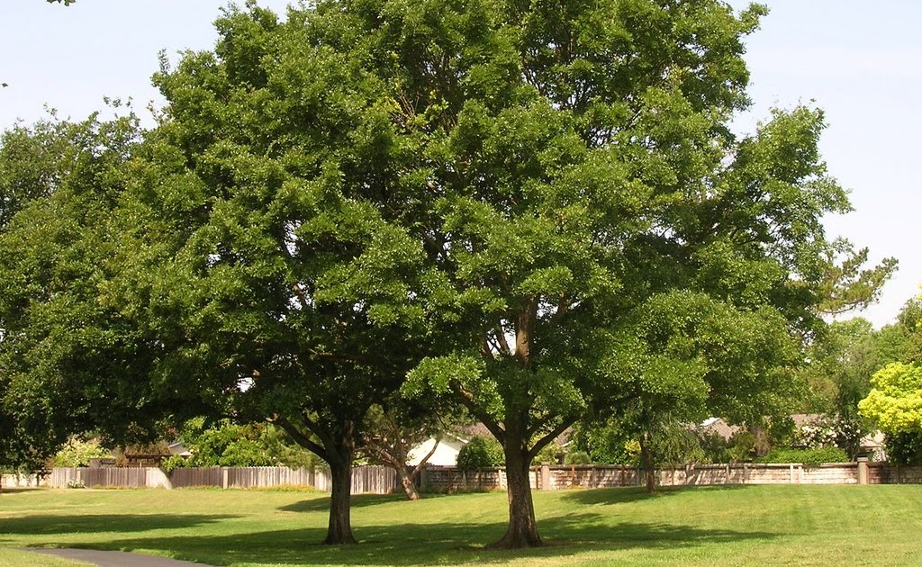 Tree Identification Celtis sinensis Chinese Hackberry