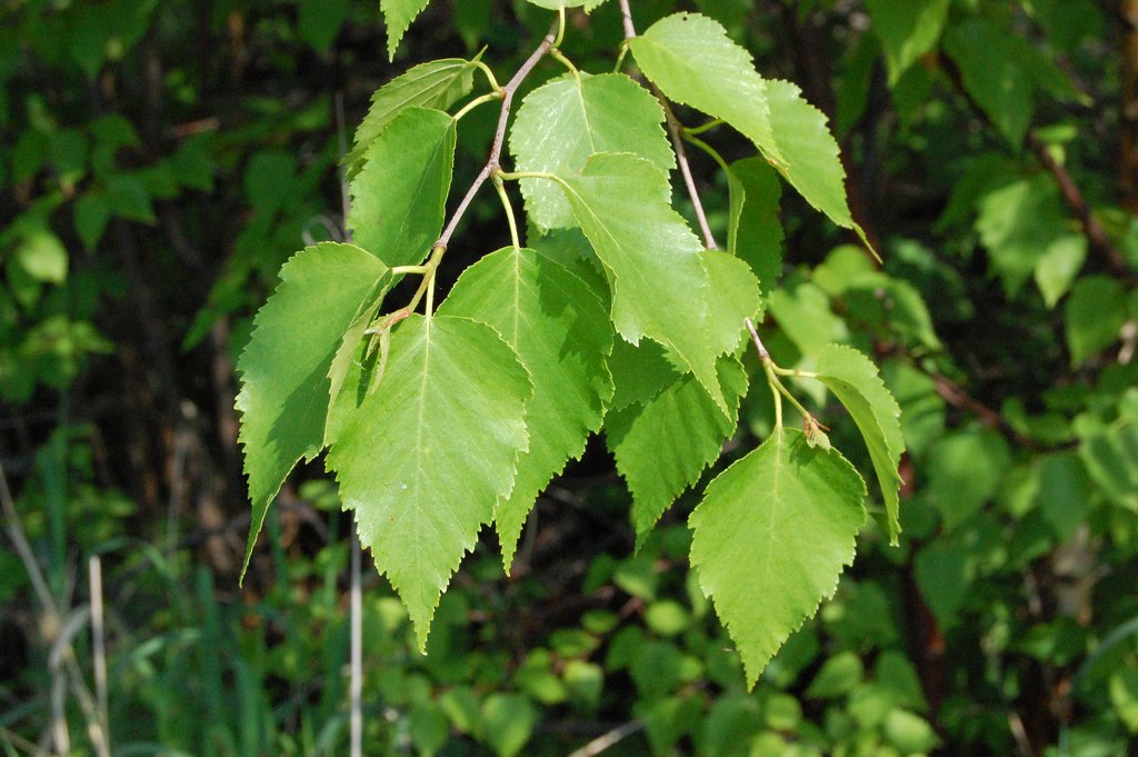 paper birch leaves paper birch leaves