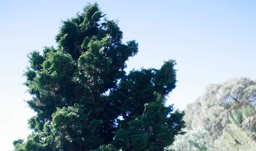 Tree Identification Calocedrus decurrens Incense Cedar