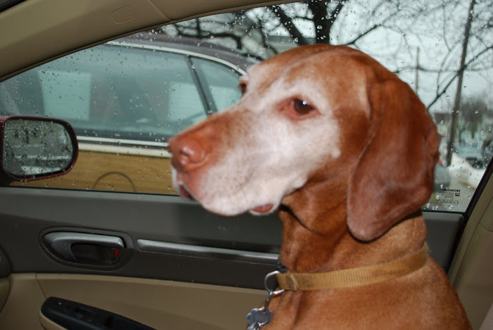 Nell goes to the dog park