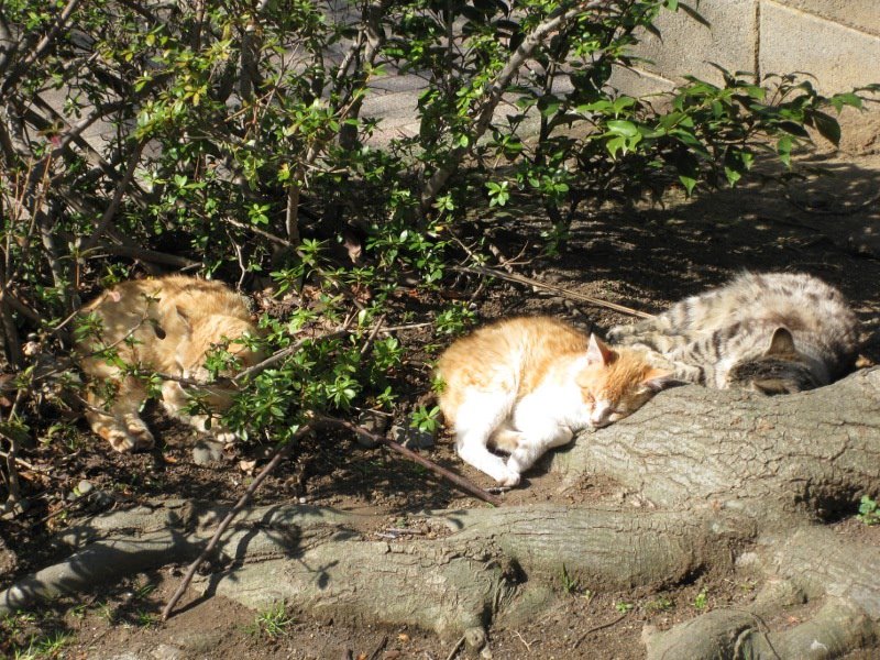 [Cats.JPG]