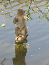 Mico del cul vermell al llac Rewalsar