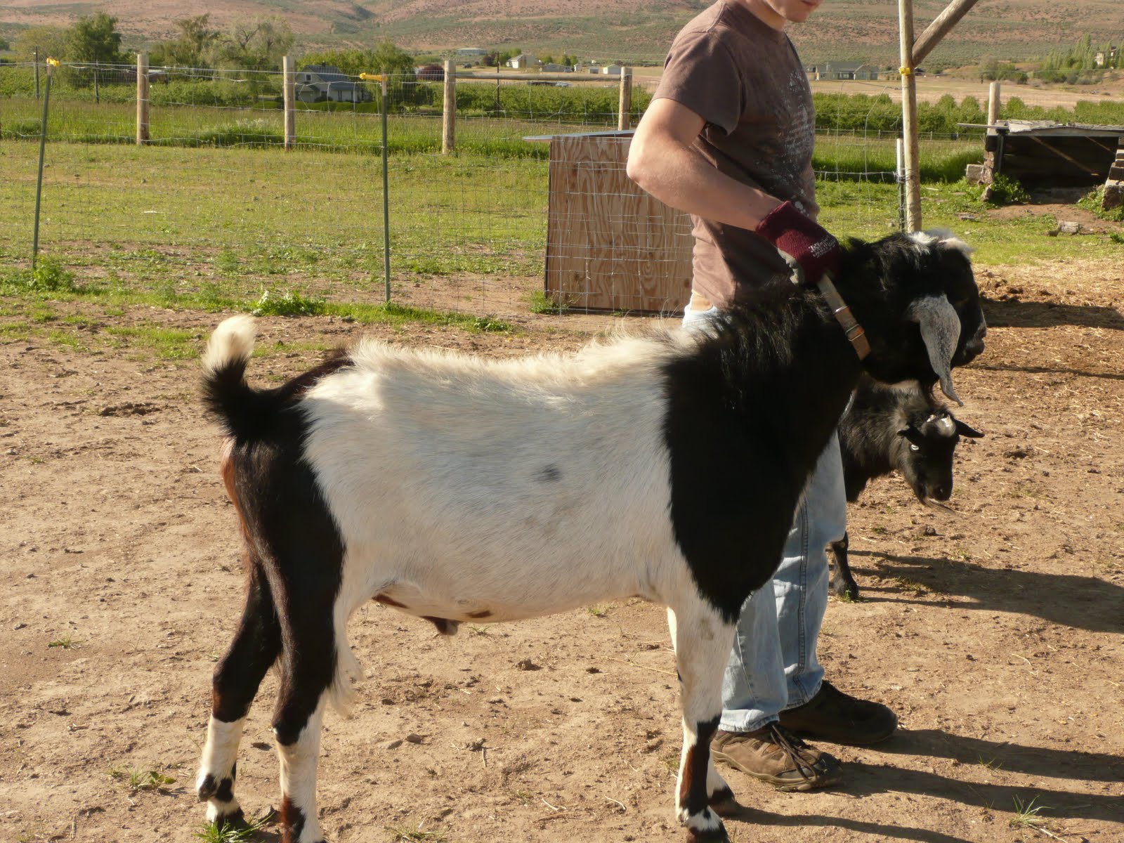 PROVERBS 31 NUBIANS & Mini Nubians on Milk 'n Honey Ranch Barbosa is