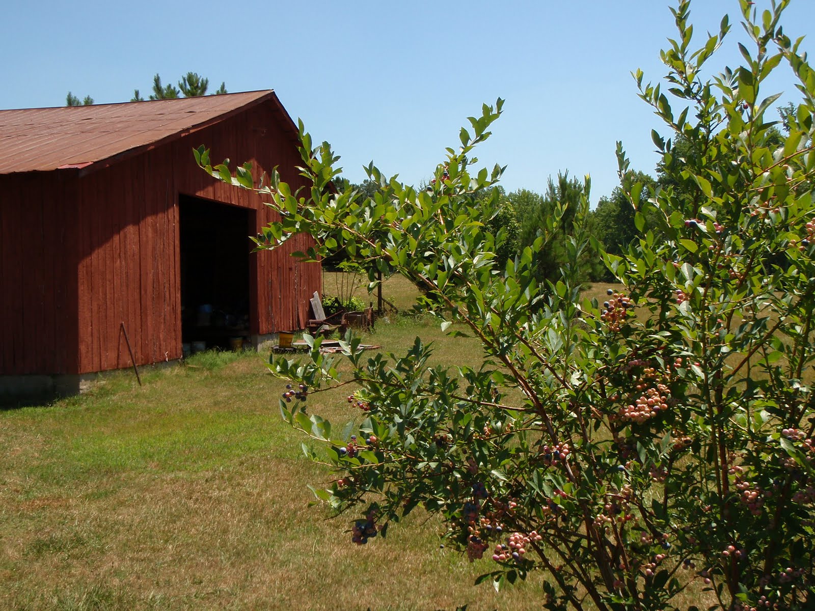 Notes from a Mom in Chapel Hill (A Guide) Faircloth Farms