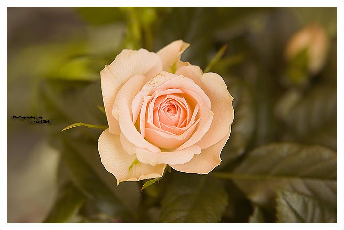 [_Magic__by_MiracleGirl.jpg]