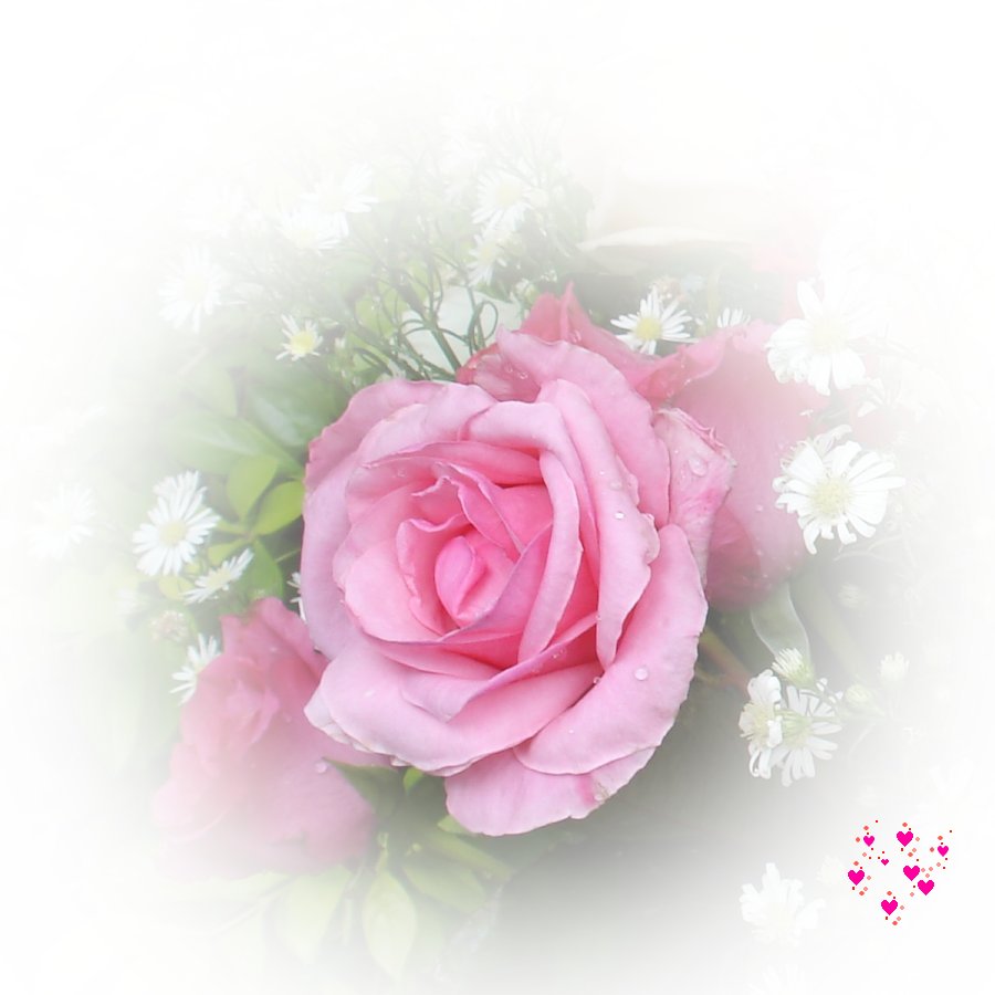 [pink_rose-dsc03142-a2.jpg]