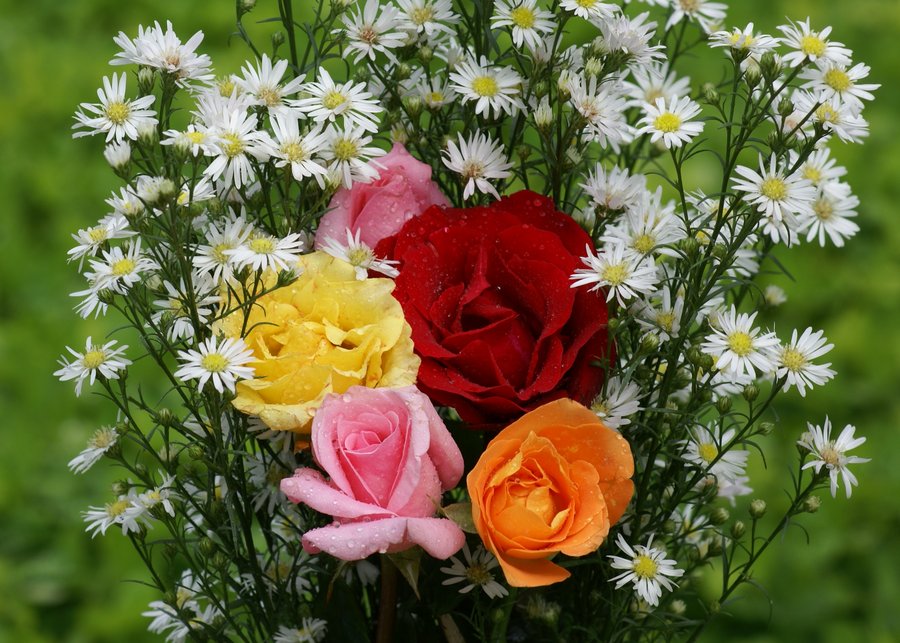 [rosas-dsc02950-a1.jpg]