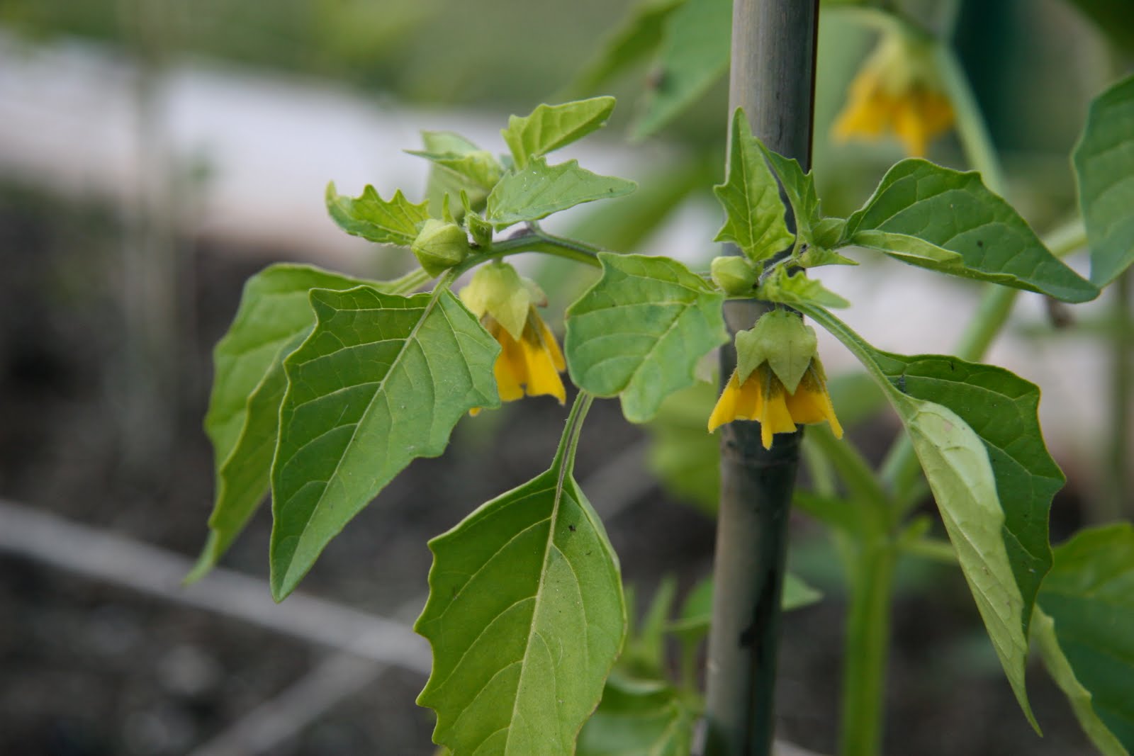 From The Garden Plot Patience & Progress » Local Food Rocks