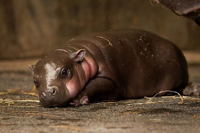 The Jungle Store Baby Pygmy Hippo