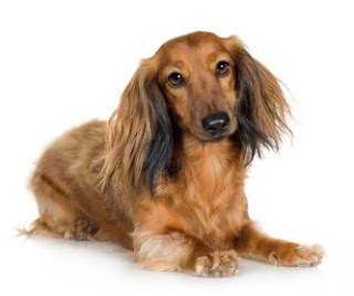 Duchshund pelo largo