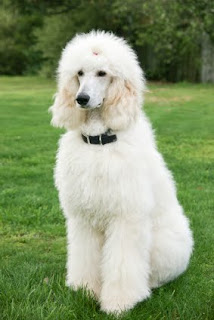 Poodle blanco