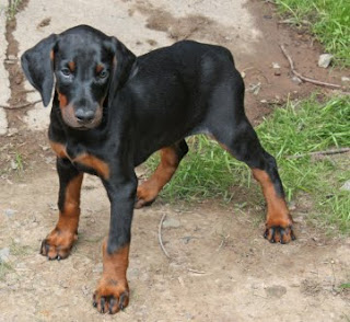 Cachorro Doberman