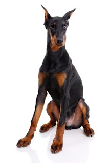 Perro Doberman