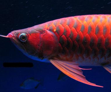 KEANEKARAGAMAN IKAN ARWANA