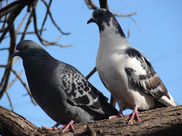 Dulce (blanca y gris) y compañía