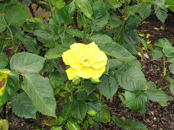 Yellow Rose