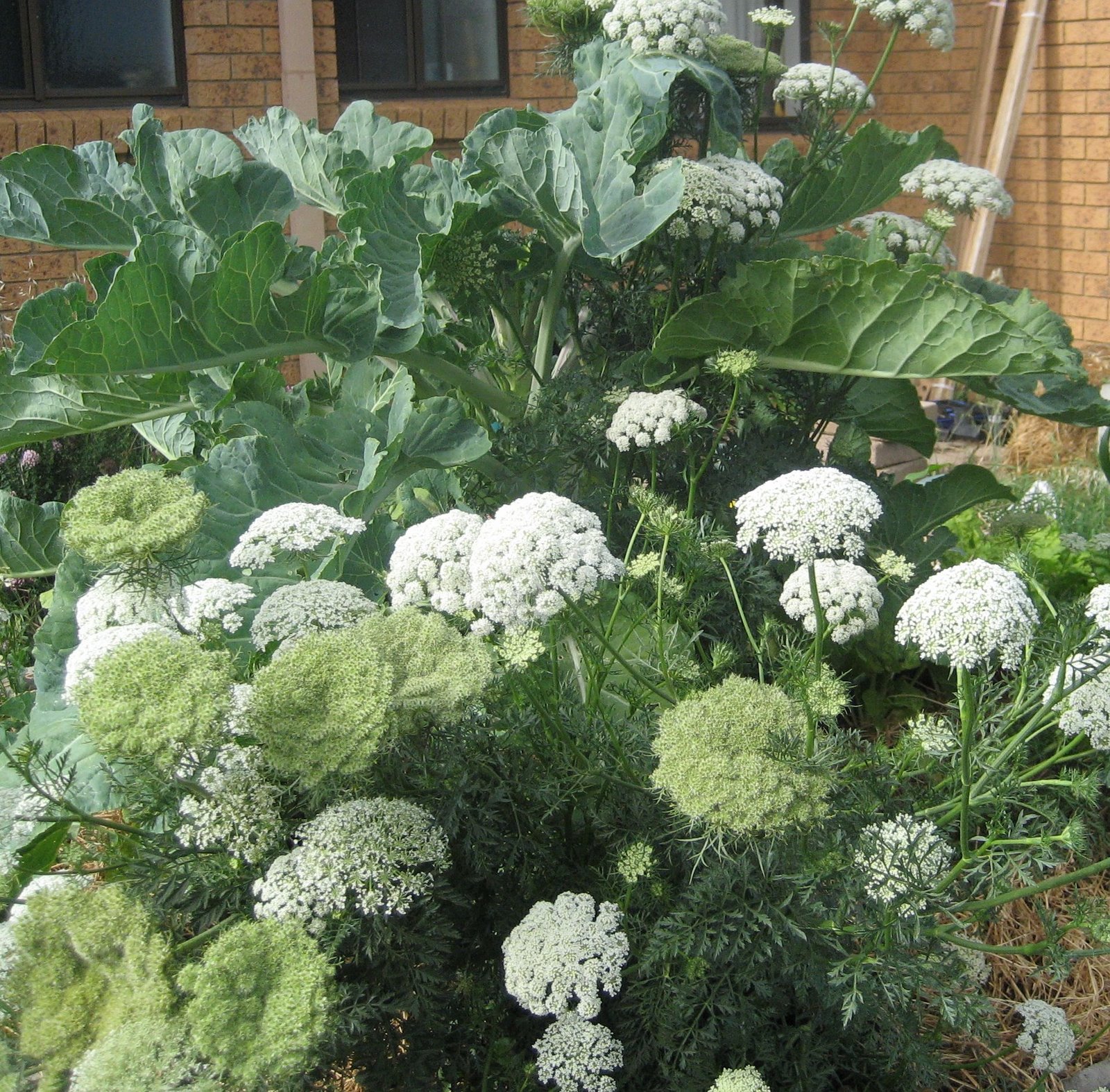[Carrots+flowering.JPG]
