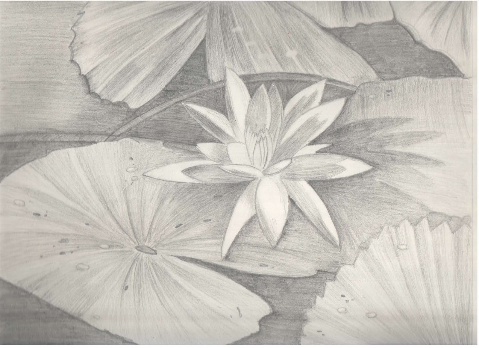 Paintings(Fine Arts) Lotus...Pencil shading