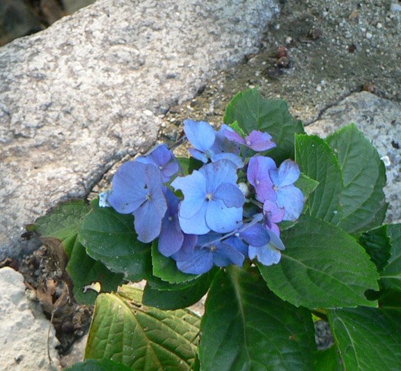 [hydrangea.jpg]