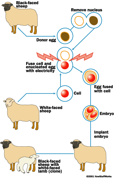 the risks of human cloning Therapeutic cloning is the process of using person's own stem cells to cure the disease though this technology is making its place in the biotech world but still it has many drawbacks. the risks of human cloning Therapeutic cloning is the process of using person's own stem cells to cure the disease though this technology is making its place in the biotech world but still it has many drawbacks.