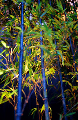 Bamboo (Bambu)