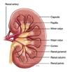 [anatomy_Kidney_midsagital_thumb.jpg]
