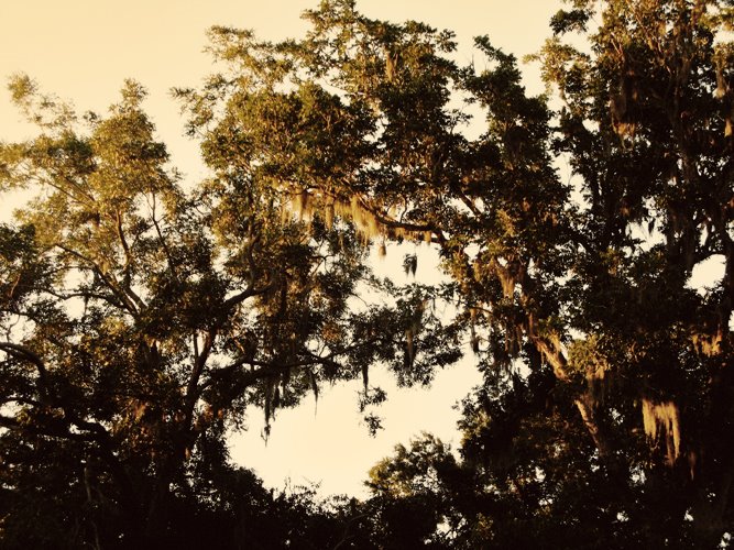 [trees.jpg]