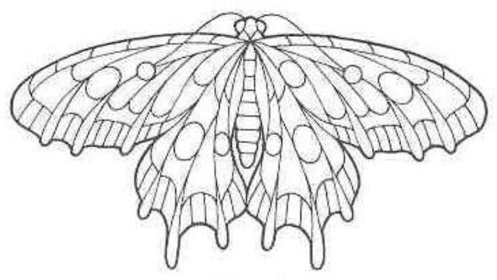 [бабочка+3.JPG]