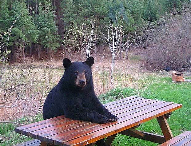 [Bearack+Obama.JPG]