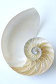 [shell2.jpg]