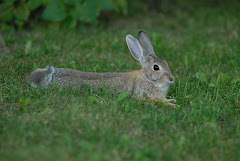 Rabbit!!