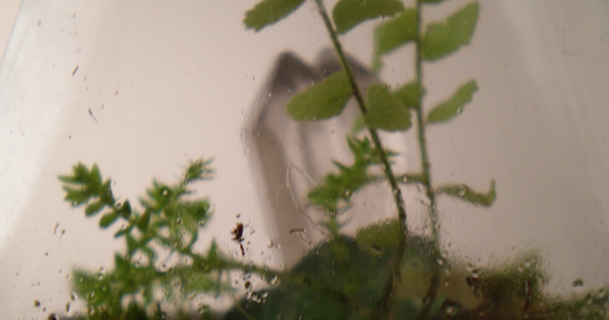 The Fern and Mossery Condensation in Terrariums