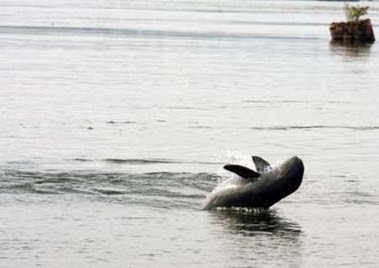 Mekong+dolphin