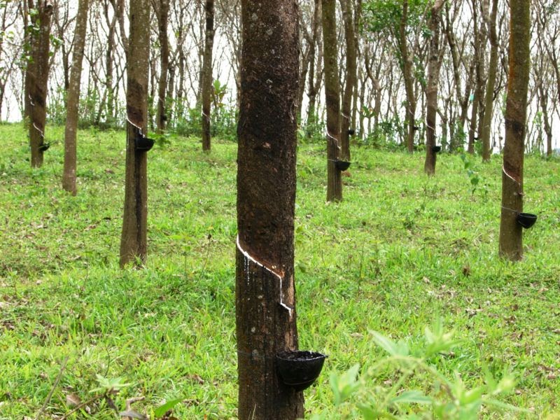 KI Media Rubber Tree Growing in S. E. Asia Expanding, Along with Risks