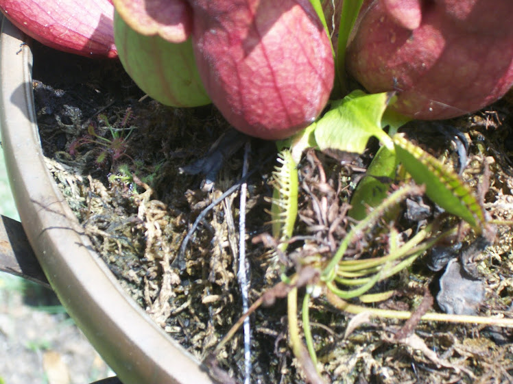 Venus flytraps on a corn worm