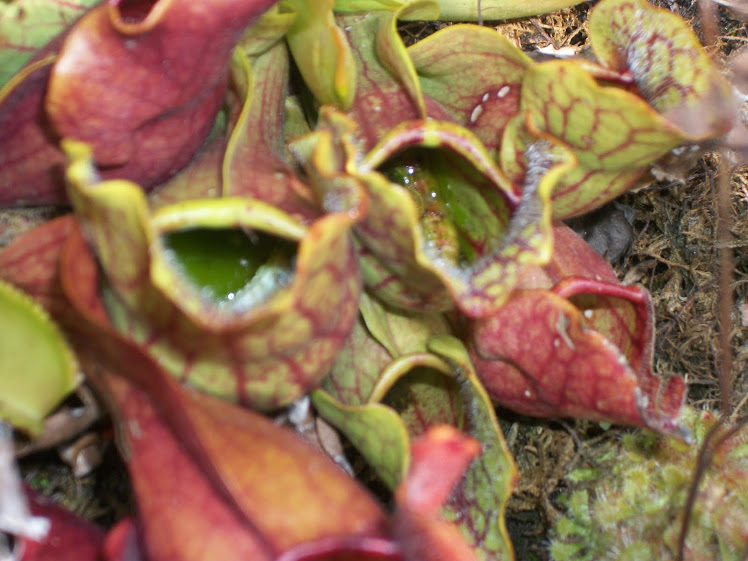 Worms floating in Pitcher Plants